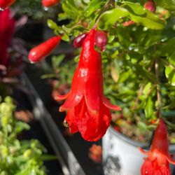 Granado Enano Caja 6 uds.