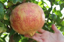 GRANADO MOLLAR ELCHE Punica granatum 6/8 C-25