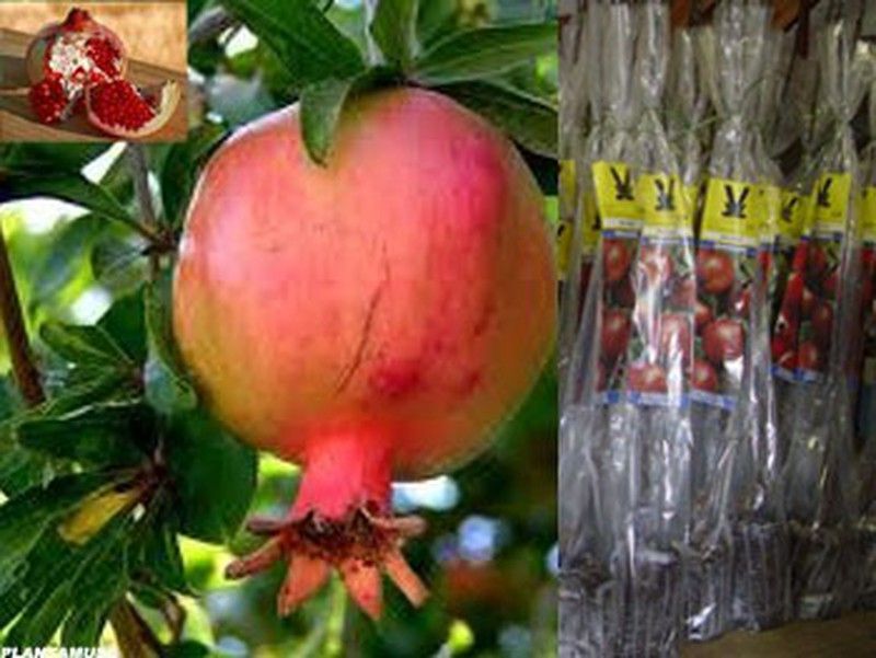 Granado, plantas con cepellón. Punica granatum