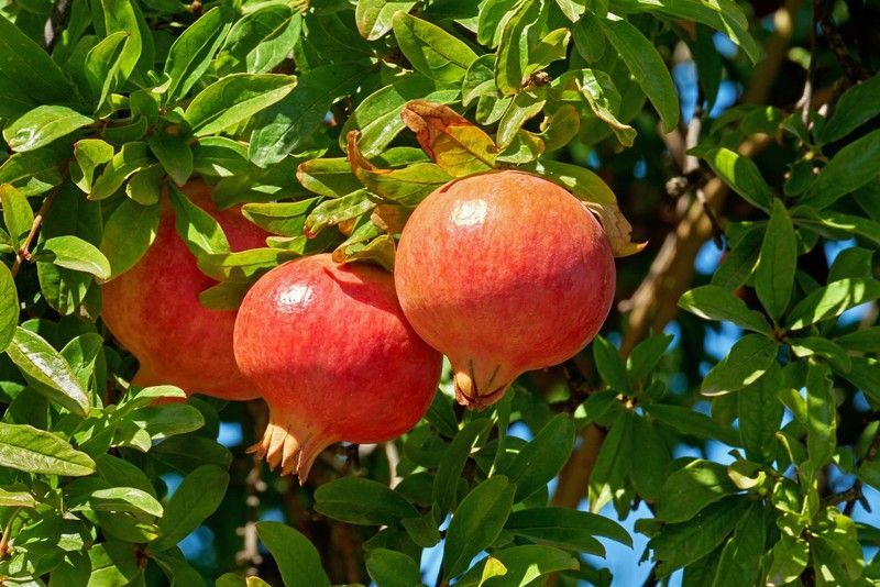 Granado, Punica granatum