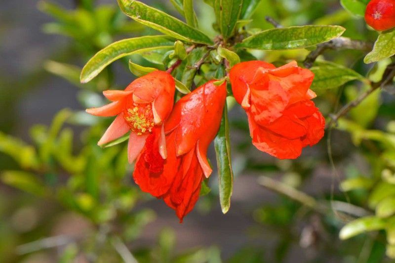 Granado, Punica granatum Nana