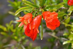 Granado, Punica granatum Nana