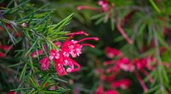 Grevillea juniperina