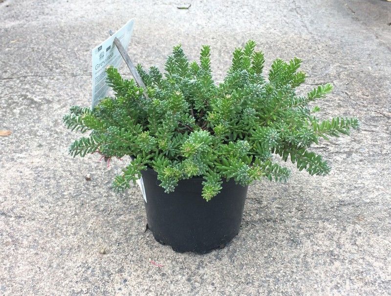 Grevillea lanigera Mount Tamborita