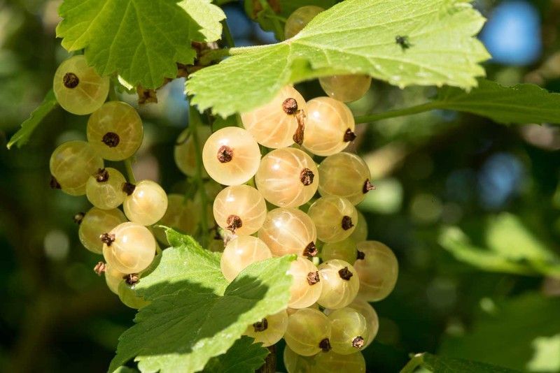 Grosella blanca, Ribes Rubrum "White"