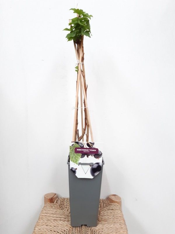 Grosella negra "Ribes nigrum titania" Ø11cm 60/65cm de altura