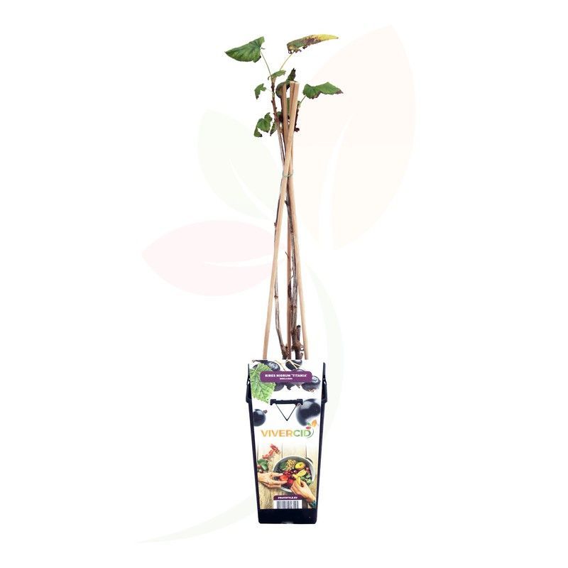 Grosellero negro (Ribes Nigrum)