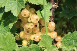 Grosello blanco, Ribes rubrum "Cerise blanche"