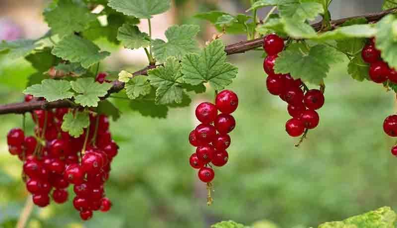 Grosello rojo 'Jonkheer van tets'. Ribes rubrum