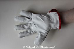 Guante de piel de vacuno Talla 7- M