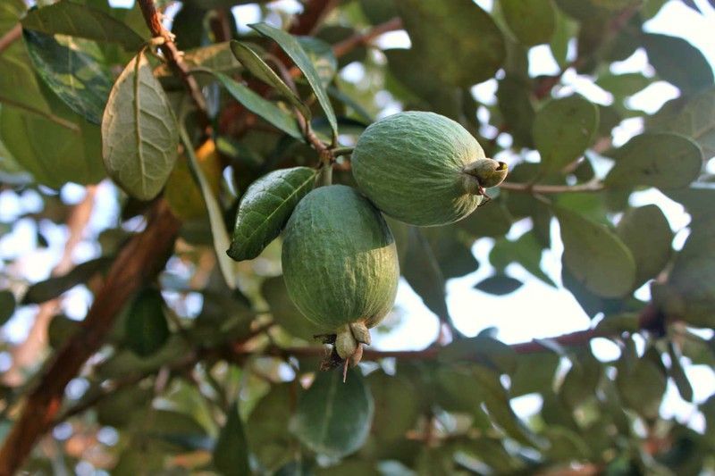 Guayabo del brasil. Feijoa sellowiana