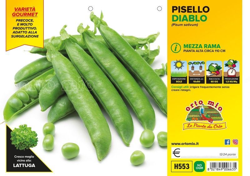 Guisante Media Rama Dorian 12 Plantas en Pack