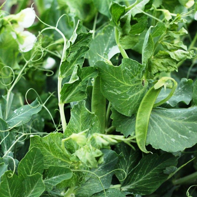 Guisante Super Snap Zuccola