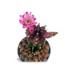 Gymnocalycium Mihanovichii Var
