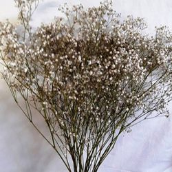 Gypsophilla Paniculata Seca