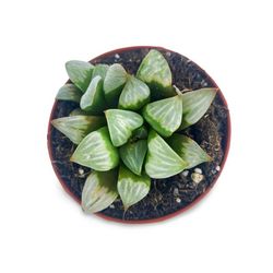 Haworthia Refusa