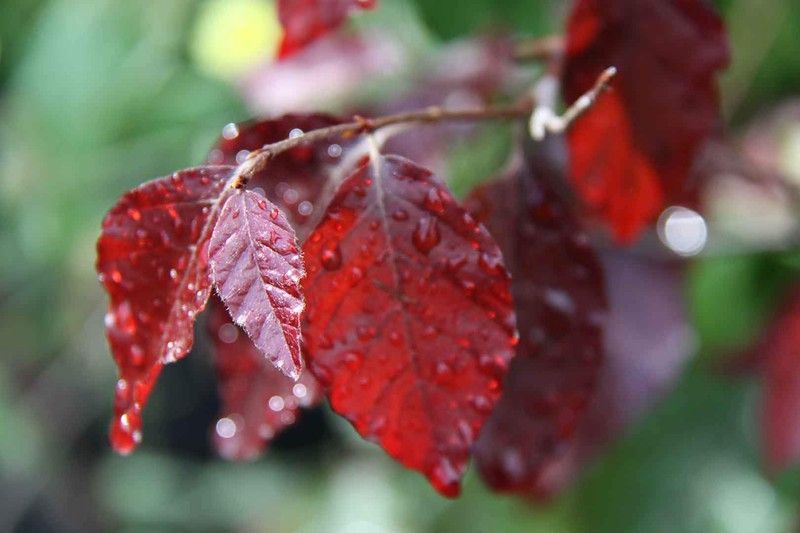 Haya roja, Fagus sylvatica "Atropurpurea"