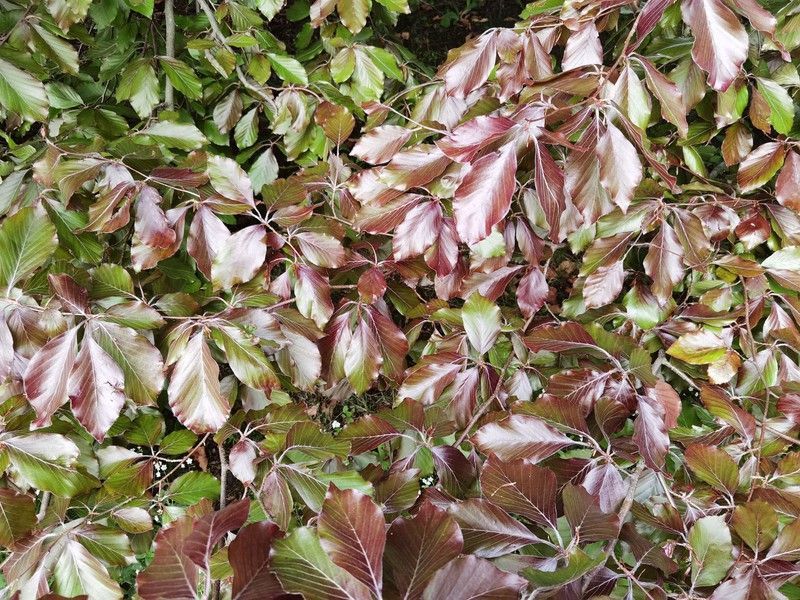 Haya roja llorona, Fagus sylvatica "Atropurpurea pendula"