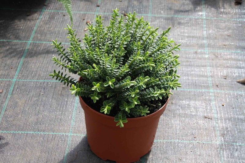 Hebe, hebe buxifolia