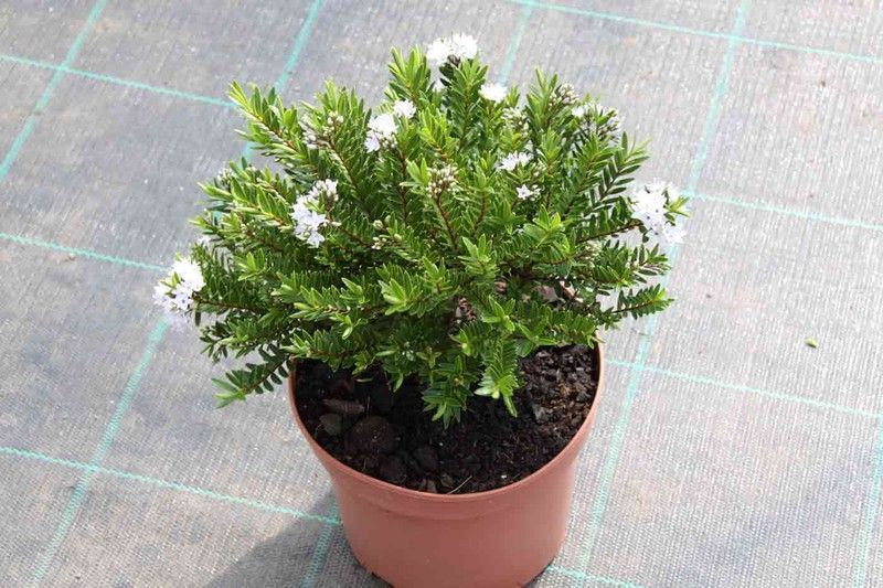 Hebe veronica, Hebe diosmifolia