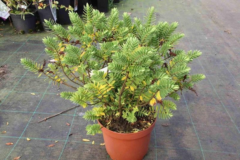 Hebe wiri mist, hebe, veronica