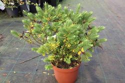 Hebe wiri mist, hebe, veronica