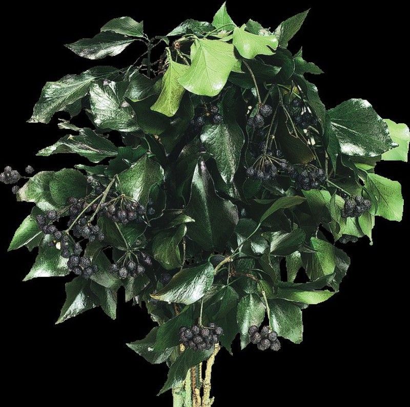 Hedera Arborea Preservada con Frutos