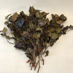 Hedera Chocolate Preservada