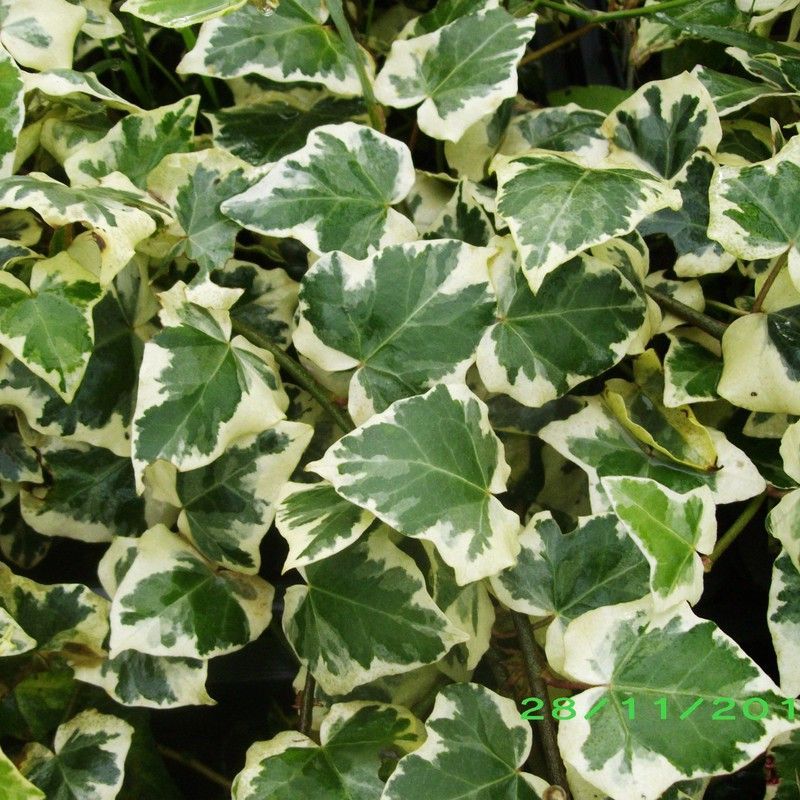 Hedera Gloria de Marengo