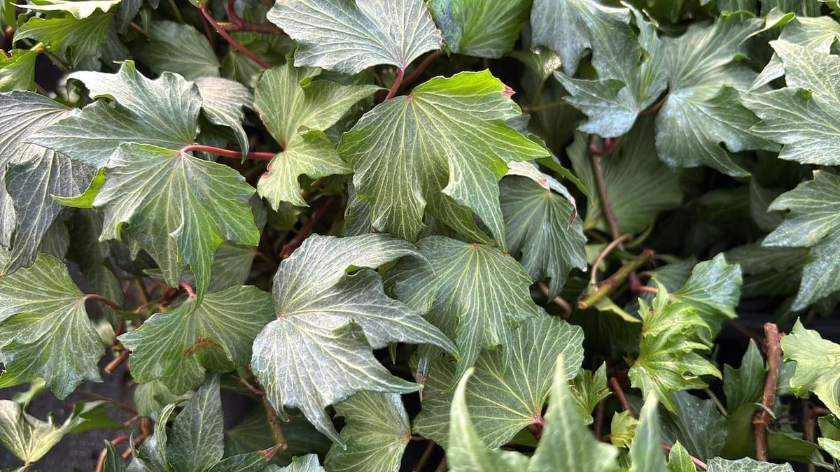 Hedera helix "Green ripple"
