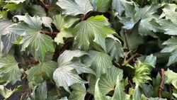 Hedera helix "Green ripple"