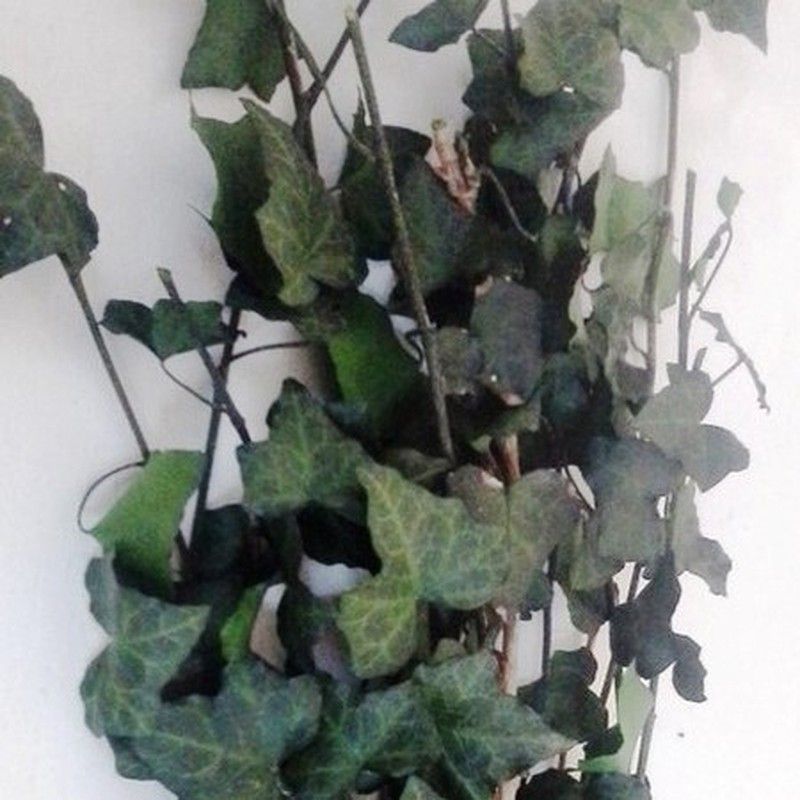 Hedera Helix Mini Preservada