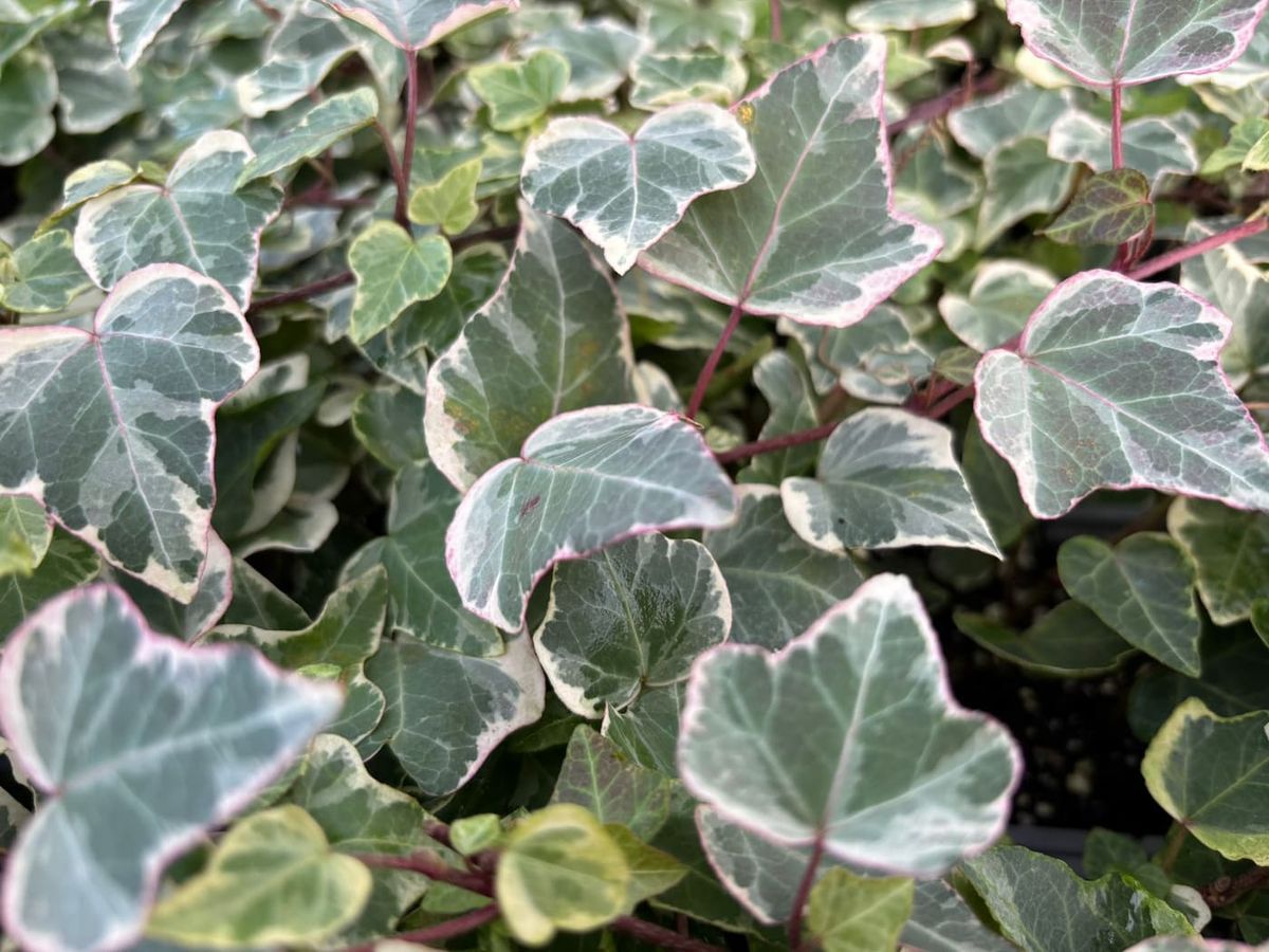 Hedera helix "White wonder"