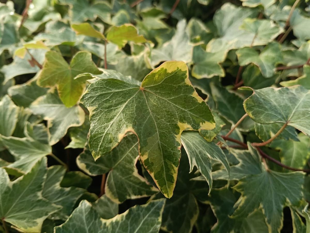 Hedera helix "Yellow Ripple"