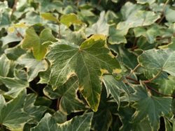 Hedera helix "Yellow Ripple"