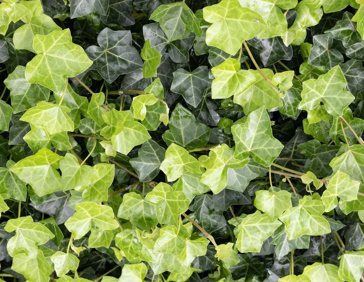 Hedera hibernica - hiedra irlandesa