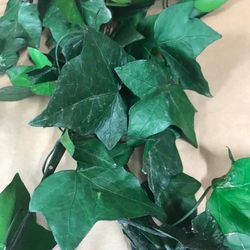 Hedera Hibernica Preservada