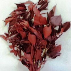 Hedera Rouge Preservada