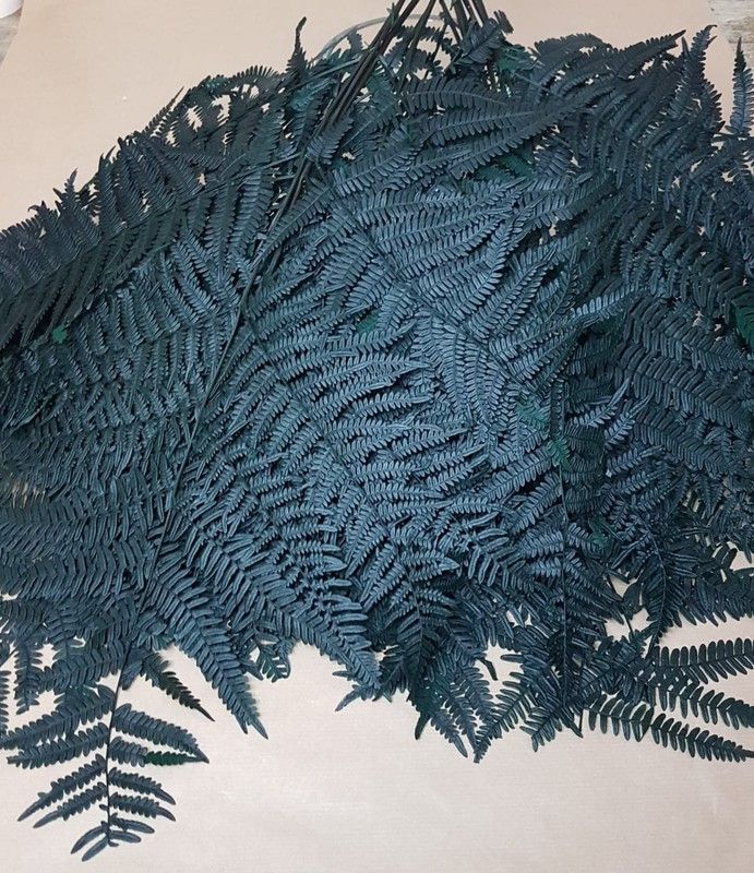 Helecho Brakcken Preservado