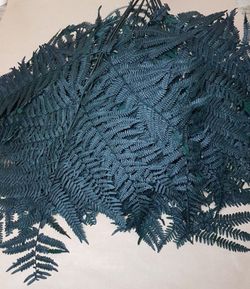 Helecho Brakcken Preservado