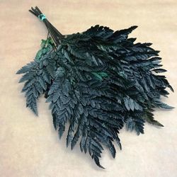 Helecho de Cuero Preservado