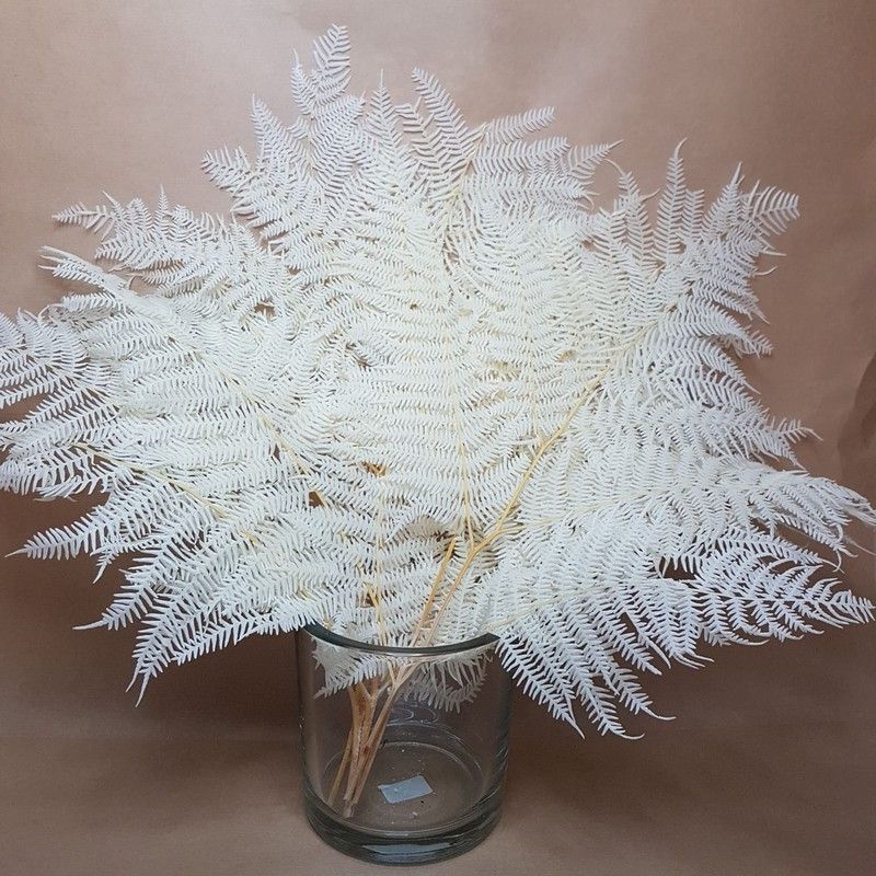 Helecho Felciani Bc preservado