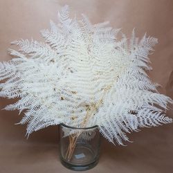 Helecho Felciani Bc preservado