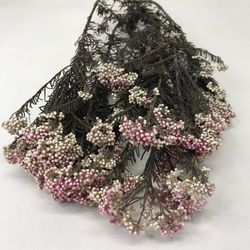 Helichrysum Diosmi Bicolor Preservado