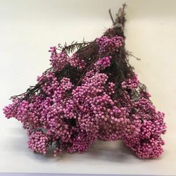 Helichrysum Diosmi Colores Preservado