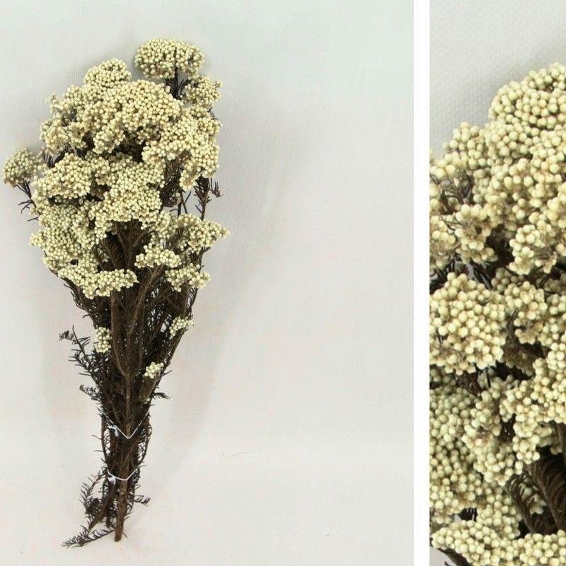 Helichrysum Diosmi Preservado