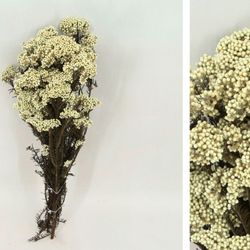 Helichrysum Diosmi Preservado