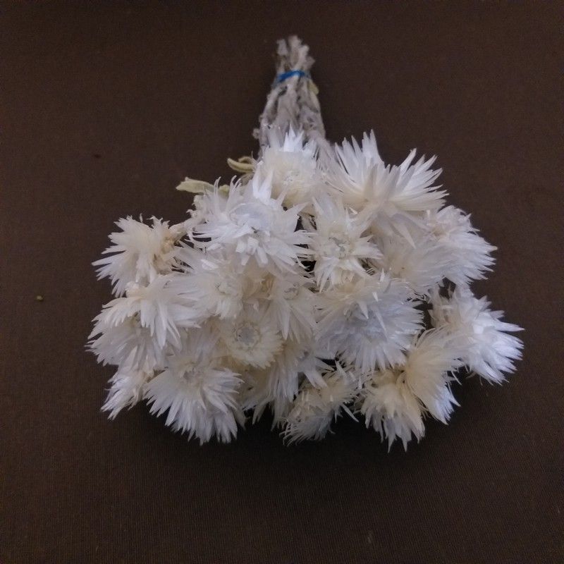 Helichrysum vestitum seco