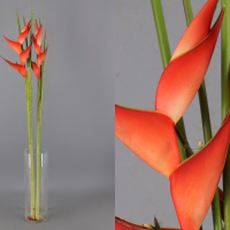 Heliconia Tropical Red 10 tallos
