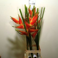 Heliconia Wagneriana 10 tallos